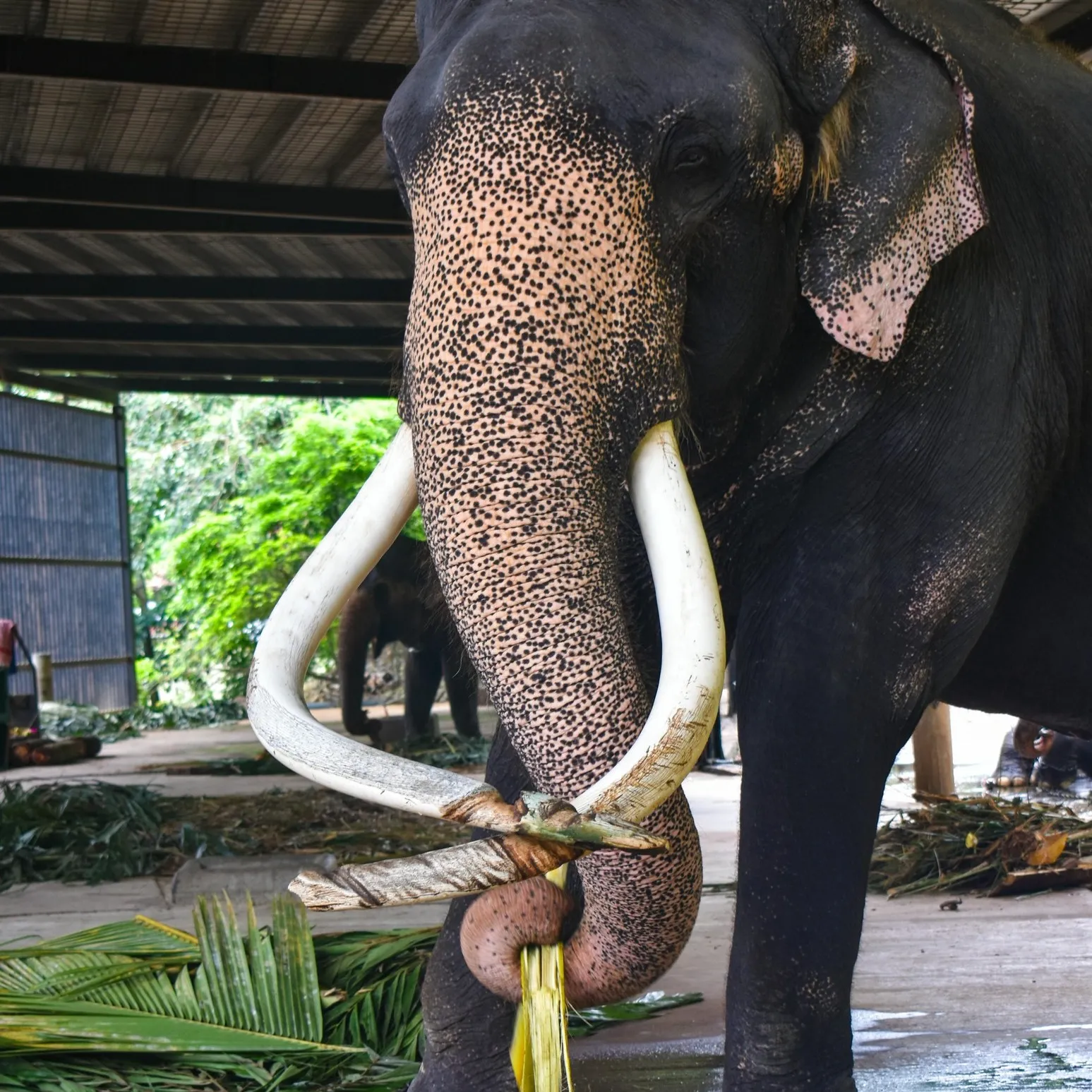 Temple of the Tooth Kandy